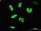 AT-Rich Interaction Domain 3A antibody, orb94639, Biorbyt, Immunofluorescence image 