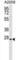 Tripartite Motif Containing 74 antibody, abx029881, Abbexa, Western Blot image 