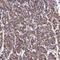 Fructosamine 3 Kinase Related Protein antibody, PA5-64249, Invitrogen Antibodies, Immunohistochemistry paraffin image 