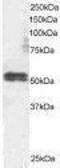 Transcription Factor EB antibody, PA1-31552, Invitrogen Antibodies, Western Blot image 