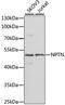 Neuroplastin antibody, 23-320, ProSci, Western Blot image 