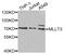 MLLT3 Super Elongation Complex Subunit antibody, abx006627, Abbexa, Western Blot image 