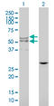 Lysosomal acid lipase/cholesteryl ester hydrolase antibody, LS-B12944, Lifespan Biosciences, Western Blot image 