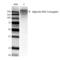 Alginate antibody, SMC-209D-FITC, StressMarq, Western Blot image 