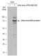 Zika Virus antibody, GTX133320, GeneTex, Western Blot image 