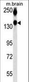Neural Cell Adhesion Molecule 1 antibody, LS-C164763, Lifespan Biosciences, Western Blot image 
