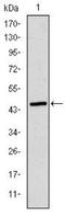 Epsilon 1 Tubulin antibody, NBP2-52578, Novus Biologicals, Western Blot image 