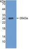 MAP3K1 antibody, LS-C314707, Lifespan Biosciences, Western Blot image 
