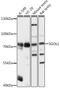 Shugoshin 1 antibody, A03083-1, Boster Biological Technology, Western Blot image 