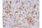 CD5 Molecule antibody, 39300T, Cell Signaling Technology, Immunohistochemistry paraffin image 