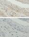 Hydroxysteroid 17-Beta Dehydrogenase 10 antibody, PA5-13330, Invitrogen Antibodies, Immunohistochemistry frozen image 