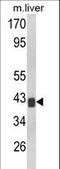 Transducer Of ERBB2, 1 antibody, LS-C160103, Lifespan Biosciences, Western Blot image 