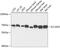 Solute Carrier Family 16 Member 2 antibody, 19-114, ProSci, Western Blot image 