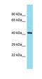 Family With Sequence Similarity 181 Member B antibody, orb326990, Biorbyt, Western Blot image 