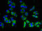 Signaling Lymphocytic Activation Molecule Family Member 1 antibody, CSB-PA614403LA01HU, Cusabio, Immunofluorescence image 