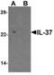 Interleukin 37 antibody, LS-B10134, Lifespan Biosciences, Western Blot image 