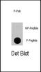 MDM2 Proto-Oncogene antibody, PA5-12919, Invitrogen Antibodies, Dot Blot image 