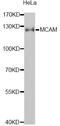 Melanoma Cell Adhesion Molecule antibody, STJ24519, St John