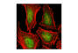 Heat Shock Protein 90 Alpha Family Class A Member 1 antibody, 4877P, Cell Signaling Technology, Immunofluorescence image 