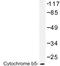 Cytochrome B5 Type A antibody, LS-C176973, Lifespan Biosciences, Western Blot image 