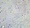 GABA Type A Receptor Associated Protein Like 2 antibody, NBP2-82090, Novus Biologicals, Immunohistochemistry paraffin image 