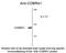 Negative Elongation Factor Complex Member B antibody, NBP2-29529, Novus Biologicals, Western Blot image 