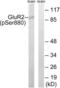 Glutamate Ionotropic Receptor AMPA Type Subunit 2 antibody, LS-C117367, Lifespan Biosciences, Western Blot image 