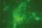 Lysosomal Associated Membrane Protein 2 antibody, GTX13524, GeneTex, Immunofluorescence image 
