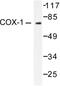 Prostaglandin-Endoperoxide Synthase 1 antibody, LS-C175975, Lifespan Biosciences, Western Blot image 