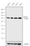 MYB Proto-Oncogene Like 2 antibody, 711708, Invitrogen Antibodies, Western Blot image 