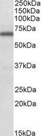 FMR1 antibody, GTX88417, GeneTex, Western Blot image 