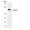 Male Germ Cell Associated Kinase antibody, LS-C292158, Lifespan Biosciences, Western Blot image 