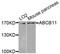 ATP Binding Cassette Subfamily B Member 11 antibody, LS-C410002, Lifespan Biosciences, Western Blot image 