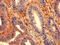 Zinc Finger Protein 791 antibody, LS-C394564, Lifespan Biosciences, Immunohistochemistry frozen image 