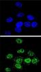 Myocyte Enhancer Factor 2A antibody, PA5-26266, Invitrogen Antibodies, Immunofluorescence image 