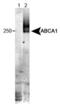 ATP Binding Cassette Subfamily A Member 1 antibody, MA5-16026, Invitrogen Antibodies, Western Blot image 