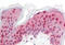 LEM Domain Containing 2 antibody, MBS248573, MyBioSource, Immunohistochemistry frozen image 