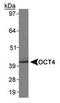 POU Class 5 Homeobox 1 antibody, TA301457, Origene, Western Blot image 
