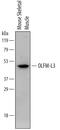 Olfactomedin Like 3 antibody, MAB7324, R&D Systems, Western Blot image 