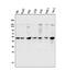 Cyclin E1 antibody, A00543-2, Boster Biological Technology, Western Blot image 
