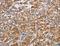 RPTOR Independent Companion Of MTOR Complex 2 antibody, LS-C404631, Lifespan Biosciences, Immunohistochemistry frozen image 