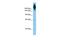 Filamin C antibody, PA5-45573, Invitrogen Antibodies, Western Blot image 