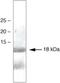 Synuclein Alpha antibody, 35-8300, Invitrogen Antibodies, Western Blot image 