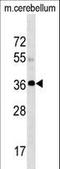 Solute Carrier Family 25 Member 20 antibody, LS-B14353, Lifespan Biosciences, Western Blot image 