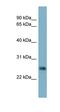 Neurotrophin 4 antibody, orb326114, Biorbyt, Western Blot image 