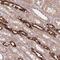 Ferrochelatase, mitochondrial antibody, PA5-60611, Invitrogen Antibodies, Immunohistochemistry frozen image 