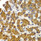 Mothers against decapentaplegic homolog 9 antibody, LS-C349210, Lifespan Biosciences, Immunohistochemistry paraffin image 