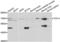 Transcription Factor 4 antibody, abx001055, Abbexa, Western Blot image 