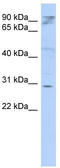 HCLS1 Associated Protein X-1 antibody, TA340094, Origene, Western Blot image 