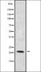 Rhox homeobox family member 1 antibody, orb338665, Biorbyt, Western Blot image 